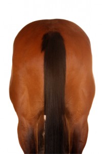 Rear view of a brown horse. 